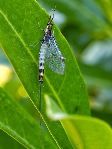 Ephemera danica